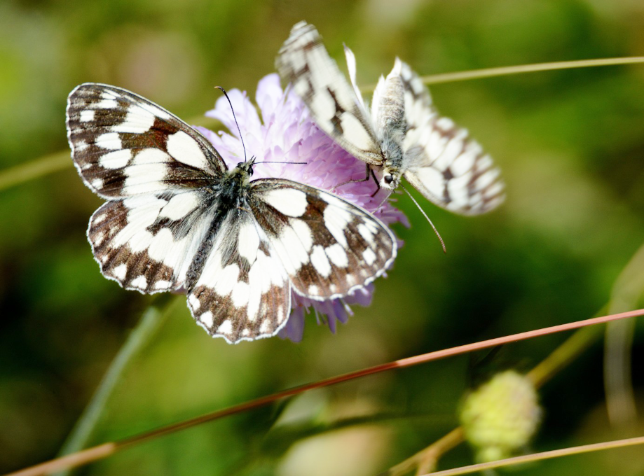 Lépidoptères posés sur une fleur